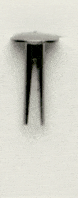 p226